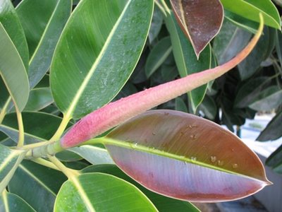 فیکوس الاستیکا